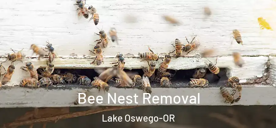 Bee Nest Removal Lake Oswego-OR