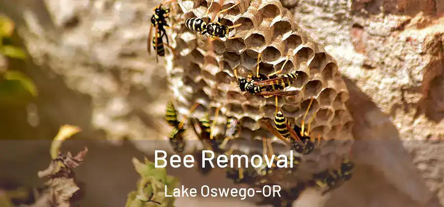  Bee Removal Lake Oswego-OR