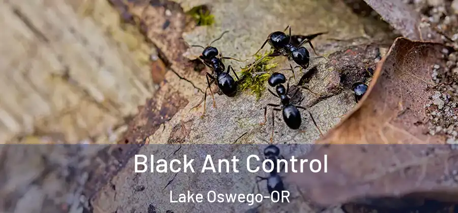 Black Ant Control Lake Oswego-OR