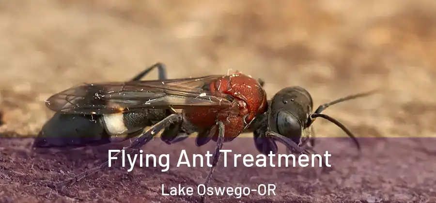 Flying Ant Treatment Lake Oswego-OR