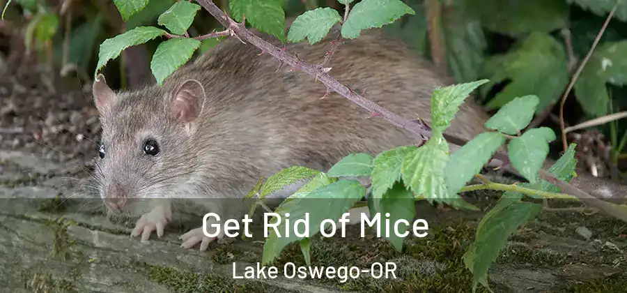 Get Rid of Mice Lake Oswego-OR