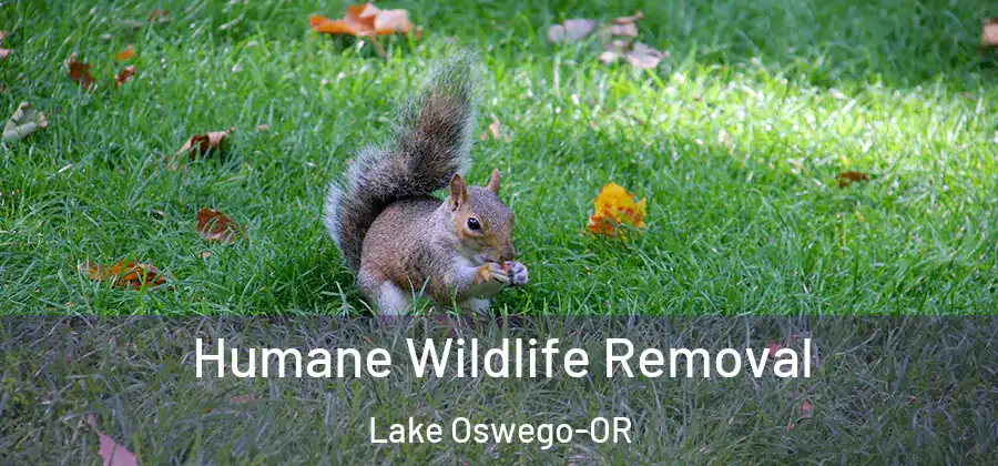 Humane Wildlife Removal Lake Oswego-OR