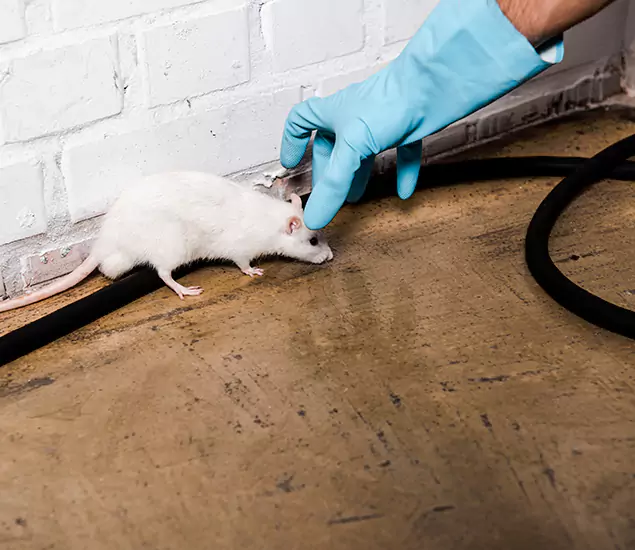 About Rodent Control Experts in Lake Oswego, OR