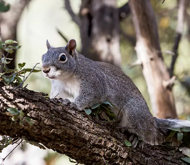 Your Trusted Squirrel Removal Company in Lake Oswego, OR