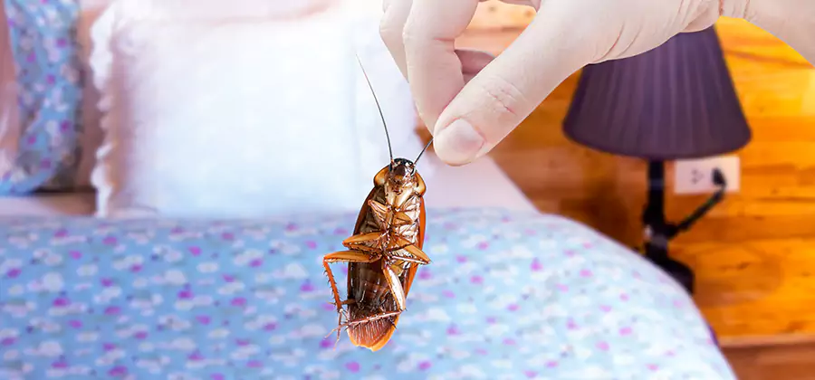 Fast Roach Elimination in Lake Oswego