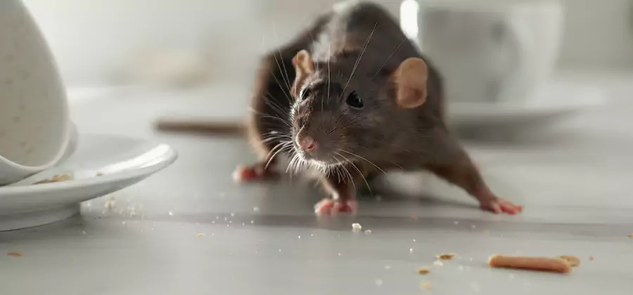 Rodent Feces Removal in Lake Oswego