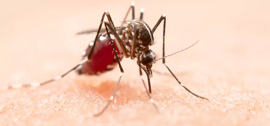 Pond Mosquito Control and Water Treatment in Lake Oswego