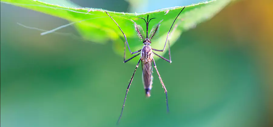 Home Defense Insect Killer in Lake Oswego