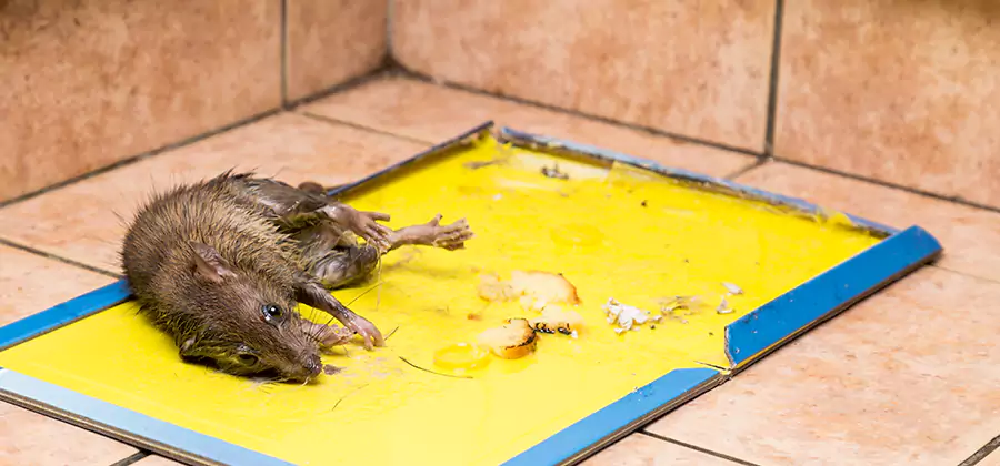 Mouse and Rat Control in Lake Oswego