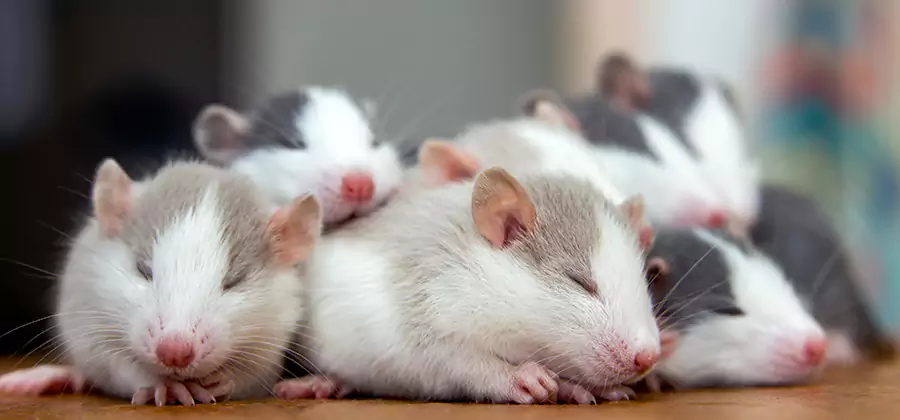 Rat Infestation Exclusion Service in Lake Oswego