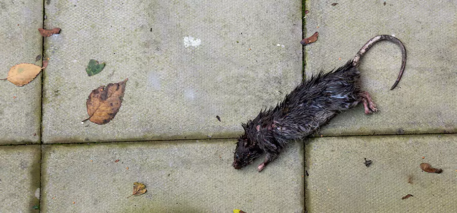 Rodent inspection service in Lake Oswego