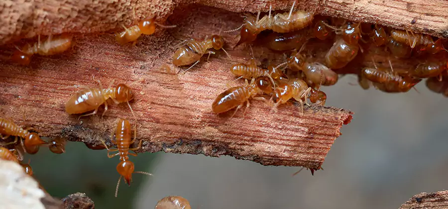 Perimeter Soil Termite Treatment in Lake Oswego