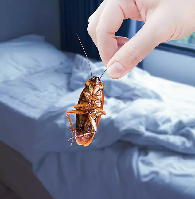 Why Choose Lake Oswego Pest Control Pro for Bed Bug Extermination in Lake Oswego, OR?