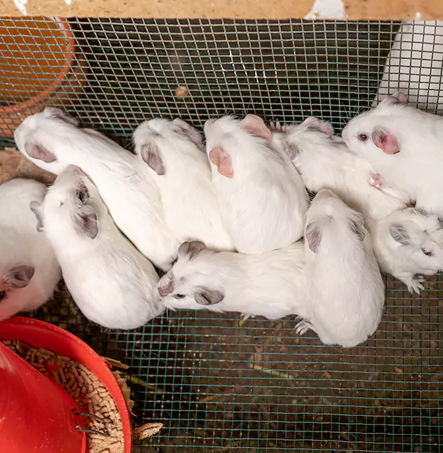 Why Choose Lake Oswego Pest Control Pro for Rat Infestation in Lake Oswego, OR?