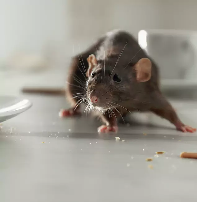 Why Lake Oswego, OR Trusts Lake Oswego Pest Control Pro for Rodent Prevention?