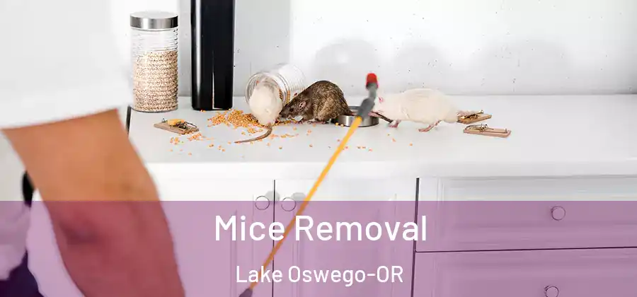  Mice Removal Lake Oswego-OR
