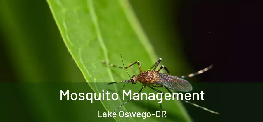 Mosquito Management Lake Oswego-OR