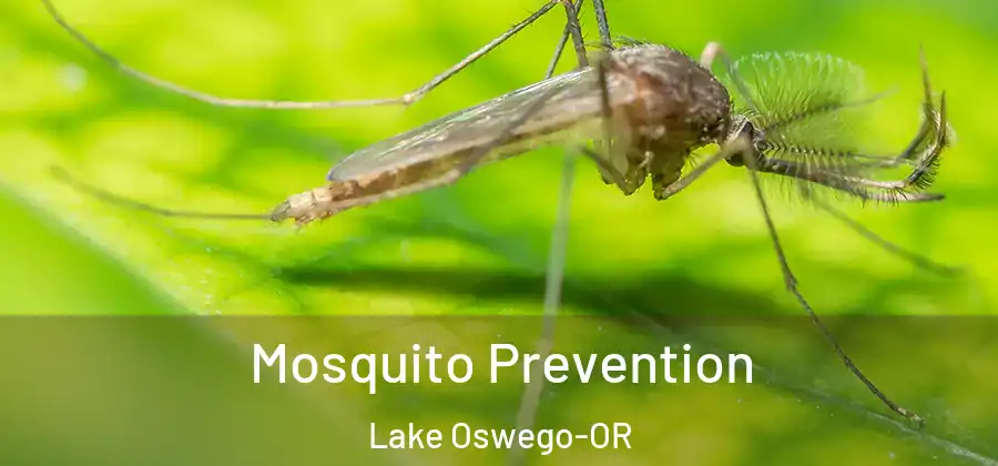  Mosquito Prevention Lake Oswego-OR