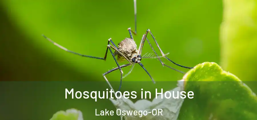  Mosquitoes in House Lake Oswego-OR