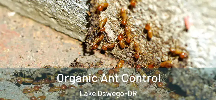  Organic Ant Control Lake Oswego-OR