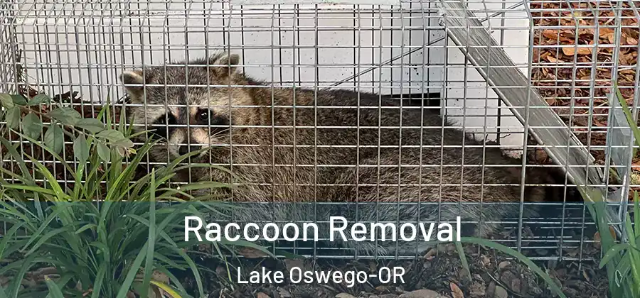  Raccoon Removal Lake Oswego-OR