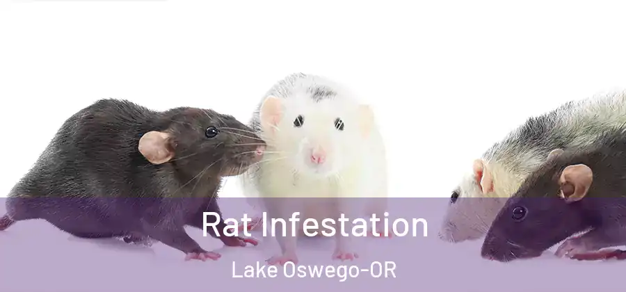  Rat Infestation Lake Oswego-OR