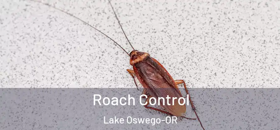 Roach Control Lake Oswego-OR
