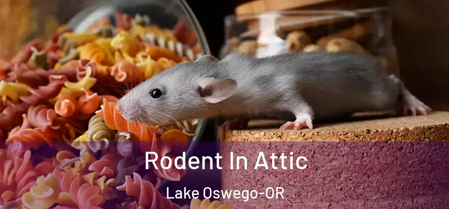 Rodent In Attic Lake Oswego-OR