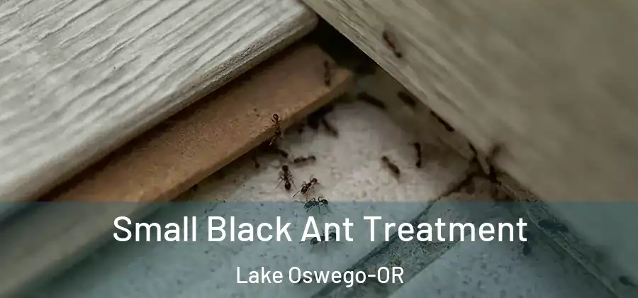 Small Black Ant Treatment Lake Oswego-OR