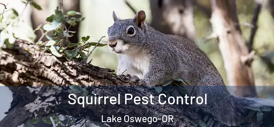 Squirrel Pest Control Lake Oswego-OR