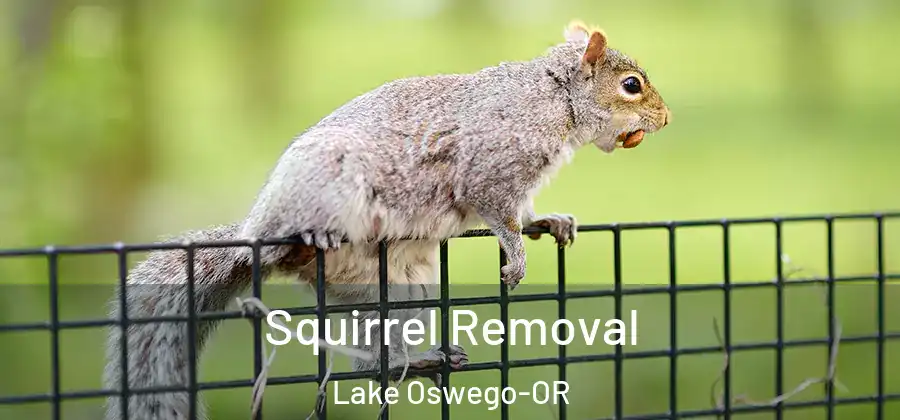  Squirrel Removal Lake Oswego-OR