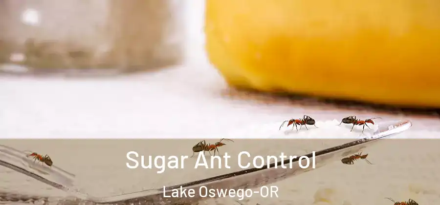  Sugar Ant Control Lake Oswego-OR