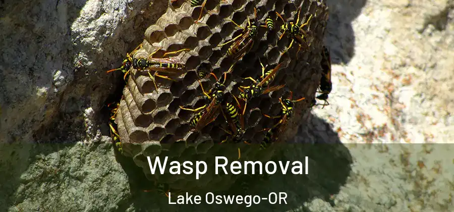  Wasp Removal Lake Oswego-OR